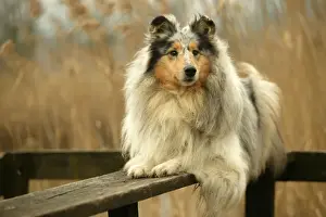 Rough Collie Dog