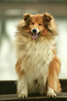 Rough Collie Dog