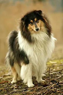 Rough Collie Dog