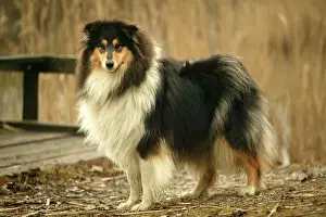 Collie Prints: Rough Collie Dog