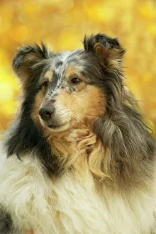 Rough Collie Dog