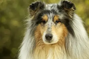 Rough Collie Dog