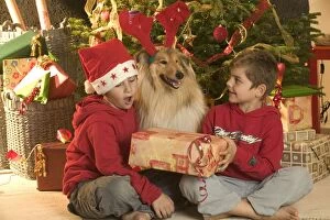 Child Gallery: Rough Collie Dog - at Christmas with two boys & Rough Collie Dog - at Christmas with two boys &
