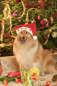 Celebrations Collection: Rough Collie Dog - at Christmas wearing Santa hat sitting by presents