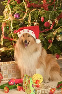 Hats Prints: Rough Collie Dog - at Christmas wearing Santa hat sitting by presents
