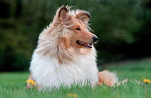 Rough Collie Dog - lying on grass