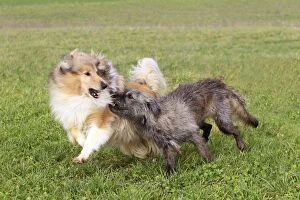 Rough Collie Dog - with Mongrel Dog
