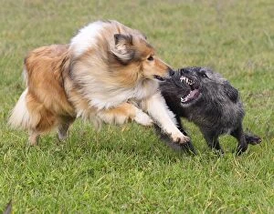 Rough Collie Dog - & Mongrel Dog - fighting