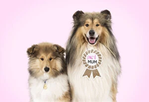 Rough Collie Dog - puppy & mother wearing No.1