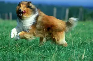 Happy Prints: Rough Collie Dog - Running
