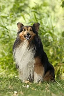 Images Dated 20th June 2004: Rough Collie Dog - Sitting down