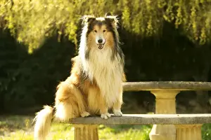Rough Collie Dog Sitting on stone bench