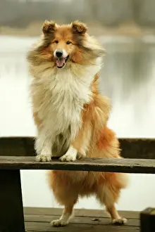 Collie Prints: Rough Collie Dog Standing on bench