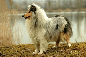 Rough Collie Dog - side view