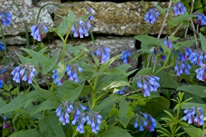 Images Dated 26th May 2007: Rough Comfrey (Symphytum asperum) in flower, Sweden