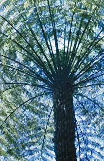 Canopy Prints: Rough Fern Tree