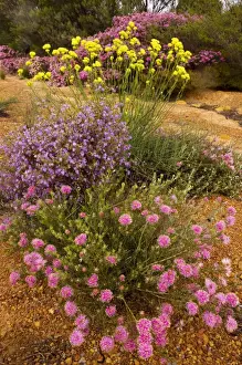 Floweriest Prints: Rough Honey-myrtle (pink) - Crinkle-leaved Firebush Keraudrenia hermannifolia (purple)
