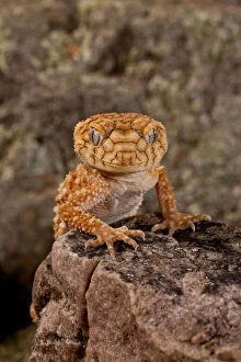 Rough Knob-tail Gecko, Nephrurus amyae