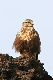 Phase Prints: Rough-legged Buzzard / Hawk - Immature light morph