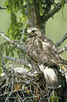 Rough Legged Buzzard / Hawk - at nest with young