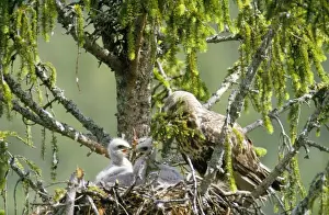 Rough Legged Buzzard / Hawk - at nest with young