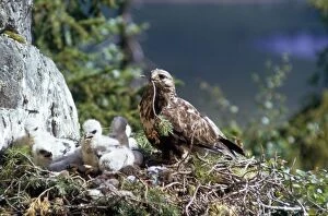 Images Dated 5th July 2010: Rough Legged Buzzard - on nest ledge with young