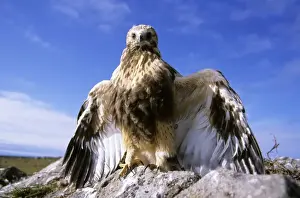 Rough-legged Buzzard - young at the nest threatening a visitor - very close to leaving the nest. A typical nest in low rocks in tundra near Dikson, Russian Arctic. Summer, August. Di32. 0253