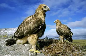 Russian Prints: Rough-legged Buzzards - young at the nest - very close to leaving the nest