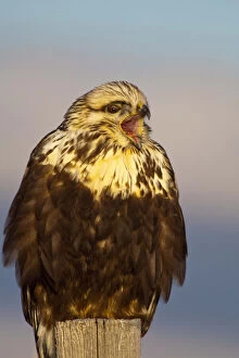Hawk Gallery: Rough legged hawk on fencepost in winter
