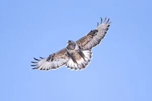 Buteo Gallery: Rough-legged Hawk in flight