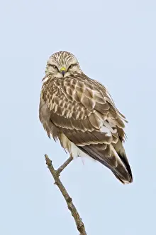 Rough-legged Hawk - light morph immature bird - Connecticut - USA