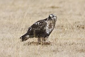 Images Dated 1st February 2008: Rough-legged Hawk New Mexico in February