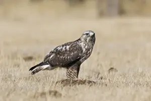 Rough-legged Hawk New Mexico in February