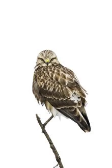 Buteo Gallery: Rough-legged Hawk Perched on dead branch