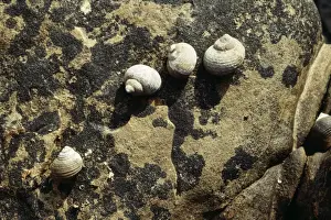 Periwinkle Prints: Rough Periwinkles Kimmeridge, Dorset