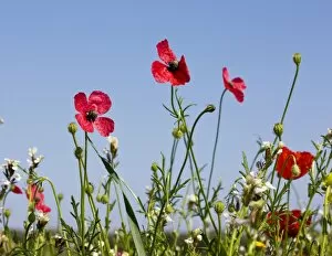 Arable Weed Gallery: Rough Poppy Papaver hybridum, flowers and fruit