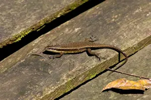 Skinks Prints: Rough-scaled Brown Skink basking on planks of a wooden platform at Sukau Rainforest Lodge