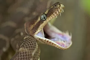Images Dated 12th July 2010: Rough-scaled Python - defensive posture
