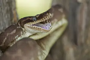 Defence Prints: Rough-scaled Python - defensive posture - Australia - controlled conditions - One of the rarest snakes in the world