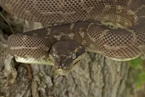 Rough-scaled Python - defensive posture - Australia - controlled conditions - One of the rarest snakes in the world - found in rainforest in Northwest Kimberley region of Western Australia - known only from around 10 specimens from the wild