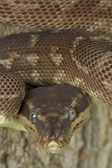 Rough-scaled Python - defensive posture - Australia - controlled conditions - One of the rarest snakes in the world - found in rainforest in Northwest Kimberley region of Western Australia - known only from around 10 specimens from the wild