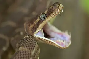 Defence Prints: Rough-scaled Python - defensive posture - Australia - controlled conditions - One of the rarest snakes in the world