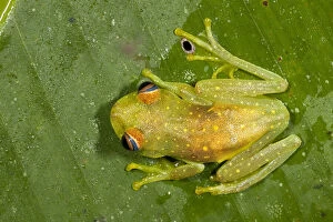 Oxford Gallery: Rough-skinned Treefrog (Hypsiboas cinerascens)