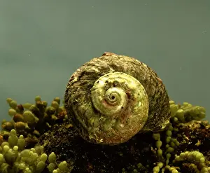 Sea Snails Prints: Rough / Sydney Turban Shell - Occurs on the southeastern coast of Australia at depth 1