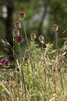 Images Dated 24th June 2006: Round-headed leek (Allium sphaerocephalon). very rare in Britain