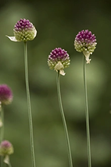 Images Dated 24th June 2006: Round-headed leek (Allium sphaerocephalon). very rare in Britain