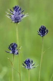 Images Dated 1st July 2008: Round-headed Rampion