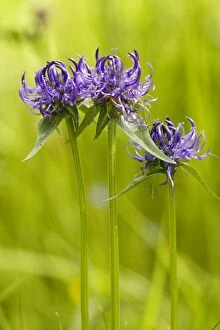 Images Dated 16th June 2007: Round-headed Rampion ( Phyteuma orbiculare); rare in UK on chalk grassland