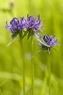 Calcicole Prints: Round-headed Rampion ( Phyteuma orbiculare); rare in UK on chalk grassland