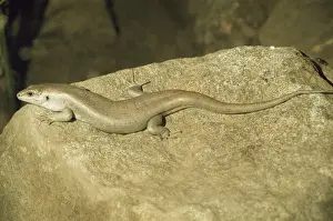 Mauritius Prints: Round Island Skink